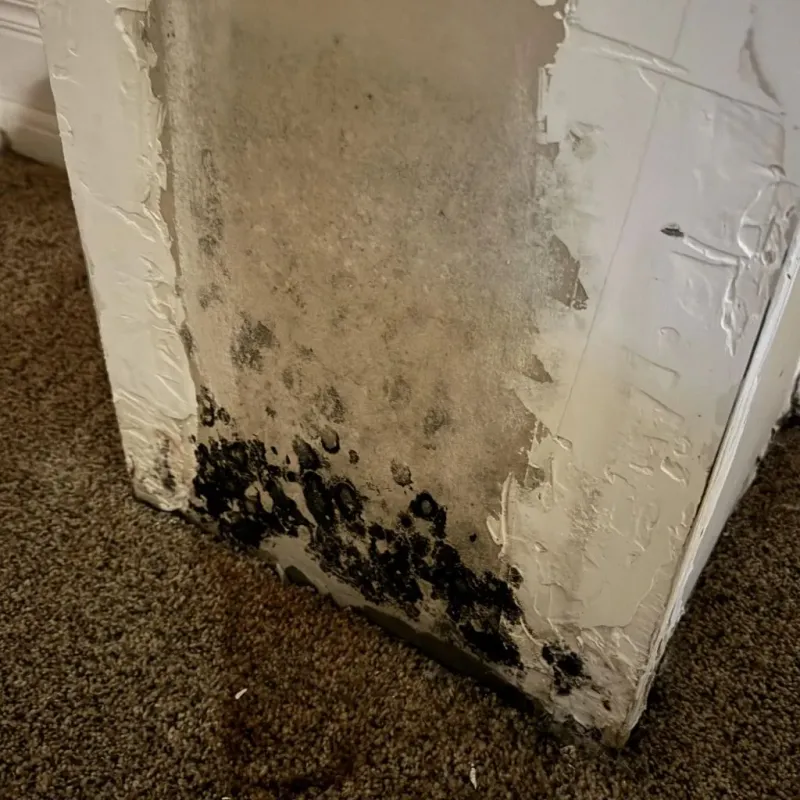 Professional Mold Removal in Menasha, WI